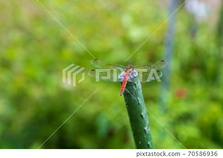 Red dragonfly Red dragonfly 70586936