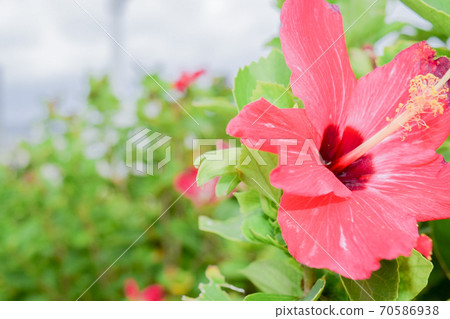 One wheel of hibiscus 70586938