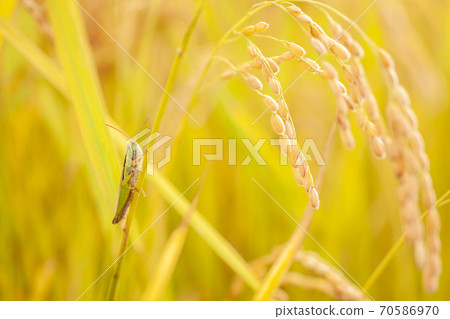 Locusts and earphones Locusts and earphones 70586970