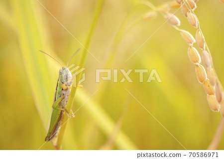 蝗蟲和耳機 70586971