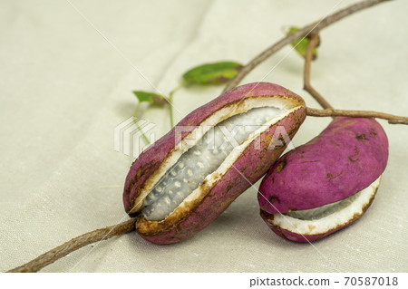 Akebi Akebi 70587018