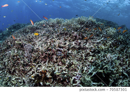 Whitened Miyakojima coral Whitened Miyakojima coral 70587301