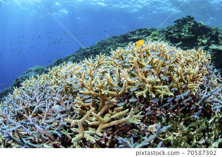 Suzumedai聚集在珊瑚中 70587302