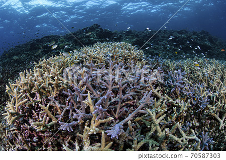 宮古島的珊瑚礁 70587303