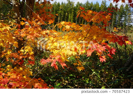 Autumn leaves at Hayasaka Pass Autumn leaves at Hayasaka Pass 70587423