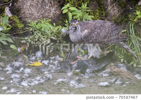 Goshawk eating the killed prey Goshawk eating the killed prey 70587467