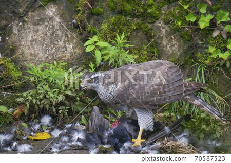 吃被殺死的獵物的大高 70587523
