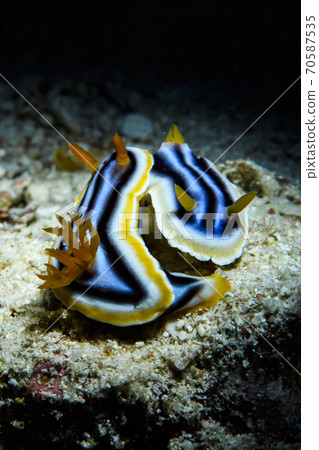 A pair of breeding sea slugs 70587535