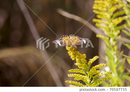 Indian Fritillary sucking the nectar of autumn flowers Indian Fritillary sucking the nectar of autumn flowers 70587735