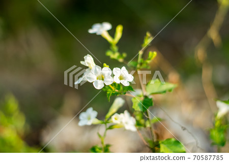 Justicia Gangetica flower 70587785