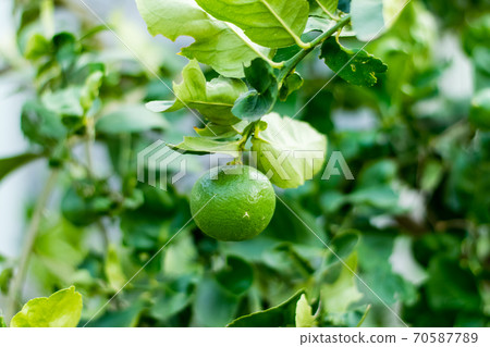 Fresh lemon on tree 70587789