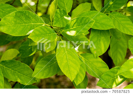 Green leaves of Litsea Petiolata Growing Green leaves of Litsea Petiolata Growing 70587825
