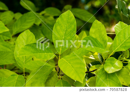 Green leaves of Litsea Petiolata Growing Green leaves of Litsea Petiolata Growing 70587828