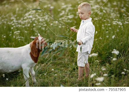 Boy feeds the goat with grass in nature. Boy feeds the goat with grass in nature. 70587905