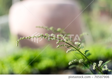 Beautiful flowers of White mugwort (Artemisia Lactiflora) Beautiful flowers of White mugwort (Artemisia Lactiflora) 70587906
