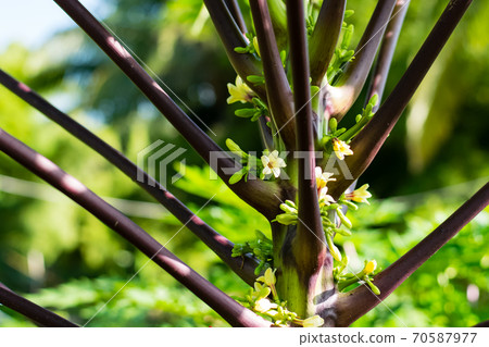 Papaya tree, purple leaf stem Papaya tree, purple leaf stem 70587977