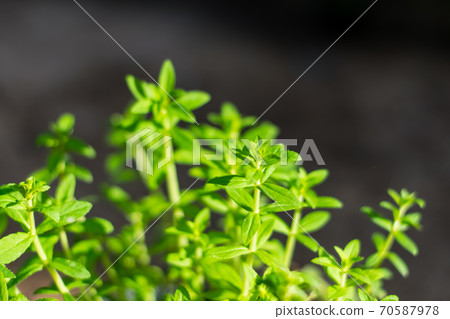Limnophila aromatica green fresh leaves Limnophila aromatica green fresh leaves 70587978