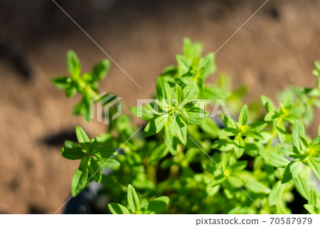Limnophila aromatica green fresh leaves Limnophila aromatica green fresh leaves 70587979