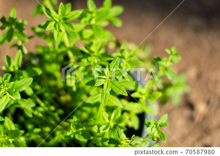 Limnophila aromatica green fresh leaves 70587980