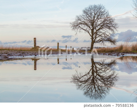 Lonely oak tree standing near a puddle 70588136