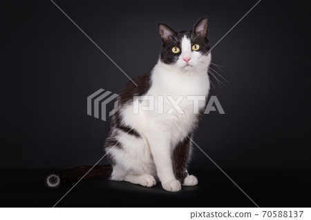 Domestic black and white house cat 70588137