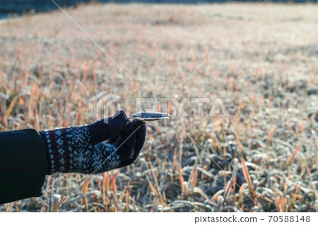 Glittering frost with frost Glittering frost with frost 70588148