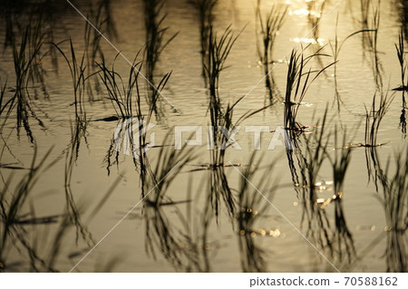 黃昏播種後 黃昏播種後 70588162