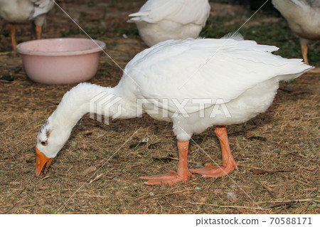 Duck eating grass on ground in garden Duck eating grass on ground in garden 70588171
