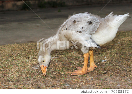 Duck eating grass on ground in garden Duck eating grass on ground in garden 70588172