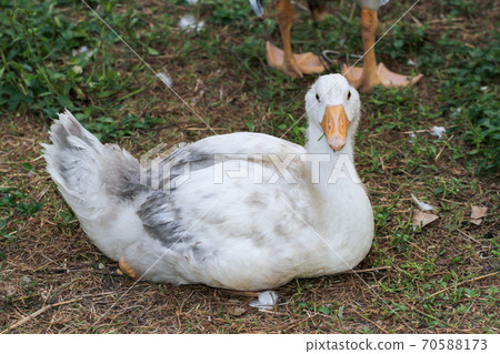 The baby goose is rest on the garden The baby goose is rest on the garden 70588173