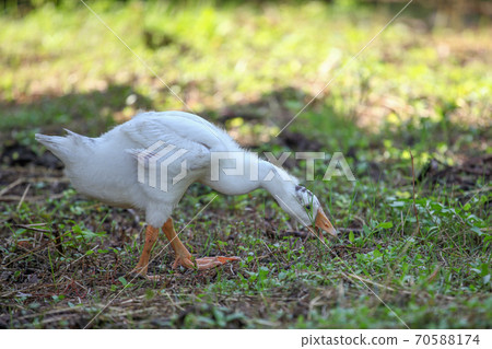 The baby goose is eatting grass on the garden The baby goose is eatting grass on the garden 70588174
