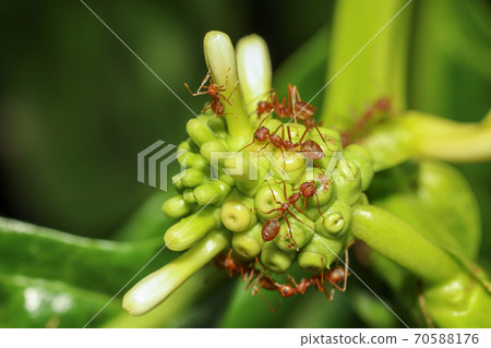 Close up red ant on nature at thailand Close up red ant on nature at thailand 70588176
