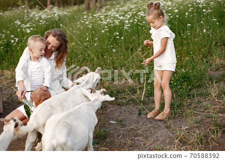Mother with two children goats kids in the park. Mother with two children goats kids in the park. 70588392