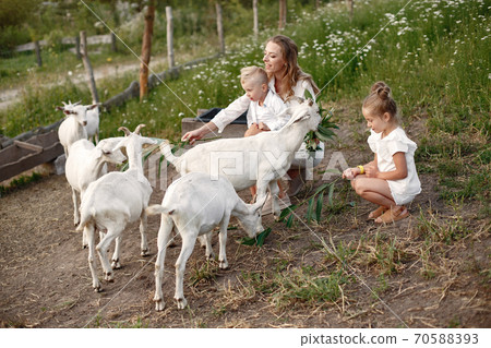 Mother with two children goats kids in the park. Mother with two children goats kids in the park. 70588393