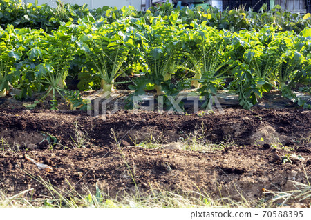 Radish, radish, radish field, Korea Radish, radish, radish field, Korea 70588395