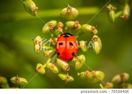 Ladybug on a parsnip 70588406