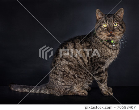 Mackerel Domestic house Cat on black 70588407