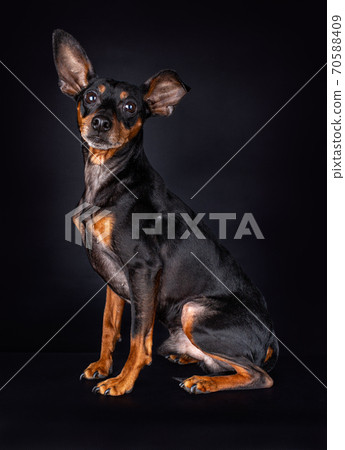 Portrait of a Miniature Pinscher on black Portrait of a Miniature Pinscher on black 70588409