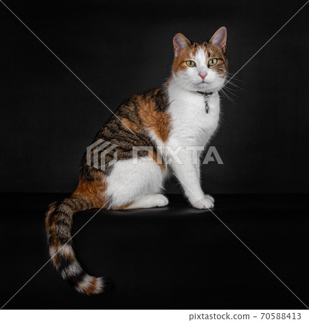 portrait of a domestic tortoiseshell cat on black portrait of a domestic tortoiseshell cat on black 70588413