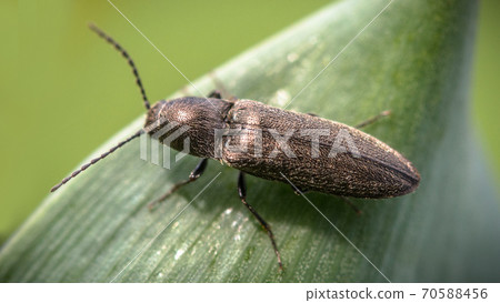 Golden colored click beetle on a green leaf Golden colored click beetle on a green leaf 70588456
