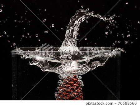 conifer cone Splash Photography 70588560