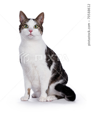 Sitting tabby house cat isolated on white Sitting tabby house cat isolated on white 70588612