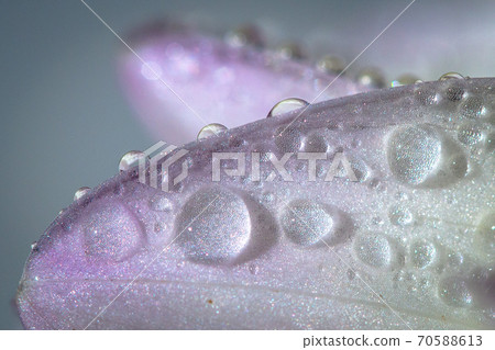 Pink rose petal with waterdrops Pink rose petal with waterdrops 70588613