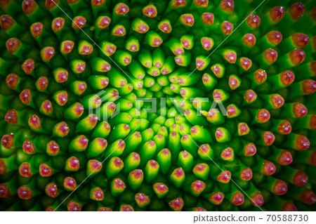 Heart of the Echinacea or Purple coneflower Heart of the Echinacea or Purple coneflower 70588730