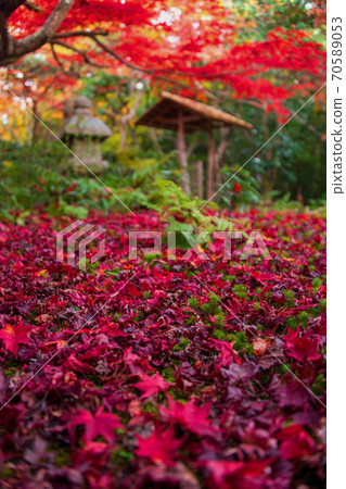 Deciduous Enrian Deciduous Enrian 70589053