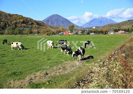 Holstein cattle Holstein cattle 70589120