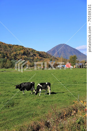 Holstein cattle Holstein cattle 70589181