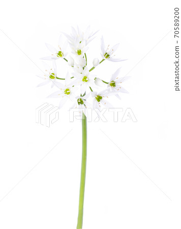 wild garlic on white wild garlic on white 70589200