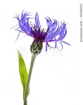 blue Cornflower on white blue Cornflower on white 70589201