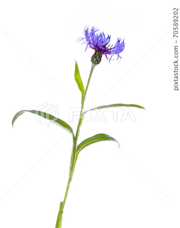 Blue Cornflower with green leaves on white Blue Cornflower with green leaves on white 70589202